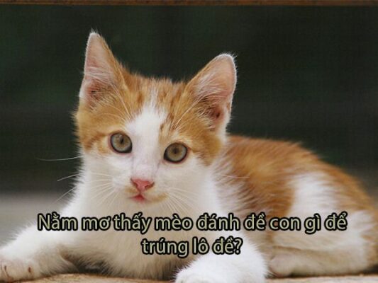 Giải mã giấc mơ thấy mèo và những con số may mắn tương ứng